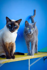 The siamese cat is easily recognizable by its distinctive coloring and almond shape brilliant blue eyes. Siamese Cat Personality Page 7 Line 17qq Com