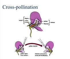 Pollination Concepts Types Advantages Disadvantages And