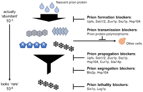 anti prion systems in saccharomyces
