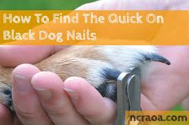 black dog nails
