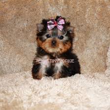 Adopting standard and teacup yorkies are easier on the pocket as the cost is usually around $400. Teacup Yorkie For Sale Yorkie Breeder Yorkie For Sale Micro Yorkie