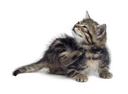 miliary dermais in cats causes