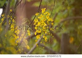 The luxurious 'kanikkonna' or golden shower flowers are one of the unavoidable parts of the kani prepared on vishu day at homes. Cxe6gve7wy Gom