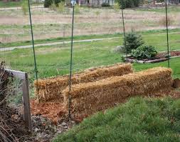 new straw bale garden my northern garden