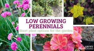 Low Growing Perennials Choosing Short