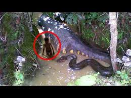 Giant anaconda world s biggest python snake found in amazon rainforest longest python attacks_hd. Independent Scientist Longest Anaconda Ever Found