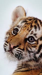 cute baby tiger wallpaper 68 images