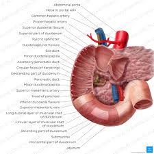 small intestine anatomy location and