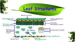 leaf structures functions you