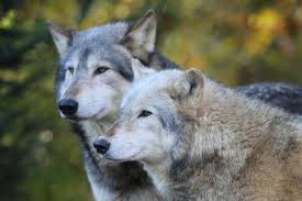 Wolves synonyms, wolves pronunciation, wolves translation, english dictionary definition of wolves. Were Wolves Dependent On Humans Long Before They Became Man S Best Friend