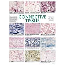 Chart Connective Tissue Medical Anatomy Physiology
