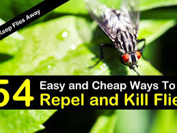 how to keep flies away 54 easy and