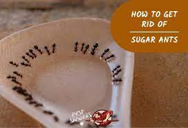 get rid of sugar ants in the house