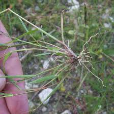 SEINet Portal Network - Eragrostis pilosa