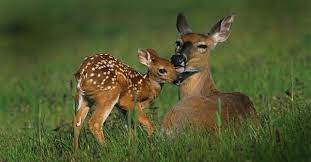What Is A Baby Girl Deer Called gambar png