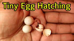 hatch world smallest bird egg tiny