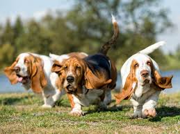 Parcourez notre sélection de long haired hound : Basset Hound Comparison Dog Breeds Similar To The Bassets