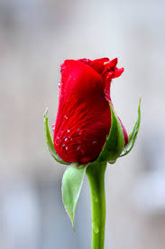 free red rose photos pictures