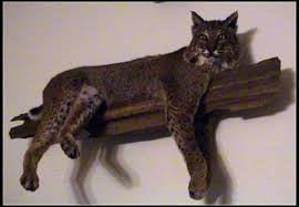bobcat mount or rug