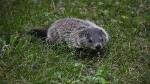 Groundhogs can be a huge problem for farmers. Groundhogs University Of Maryland Extension