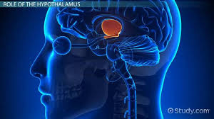 pituitary gland e midbrain