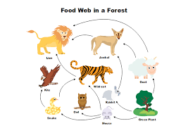 Food Web Diagram Free Food Web Diagram Templates