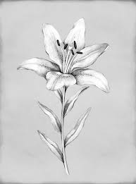 pencil drawing of lily flower stock
