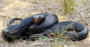 black snakes in florida what species