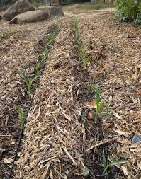 Corn Seedlings Greg Alders Yard Posts Food Gardening In