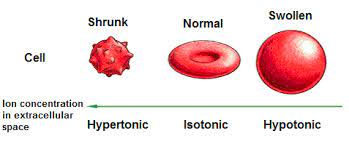 isotonic hypertonic and hypotonic