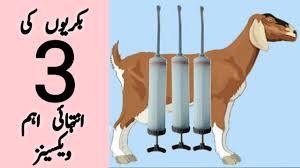 Goat Vaccination Schedule In Pakistan Goat Vaccine Chart Goat Vaccine Urdu Hindi