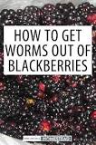 Do all blackberries have worms?