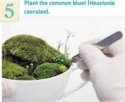Make A Miniature Moss Bonsai Garden