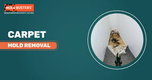 expert carpet mold removal service