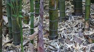 remove bamboo roots from your garden