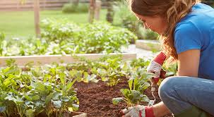 Soil Does Your Raised Bed Garden