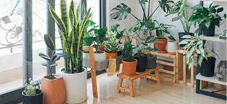 Best Indoor Plants For Homes In India