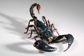 The oldest recorded spider in the world was an australian trapdoor spider which lived to the ripe old age of 43 before being killed by a wasp. Spiders And Myriapods Museum Fur Naturkunde