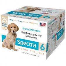 Administering Canine 6way Single Dose Puppy Vaccine Lovetoknow