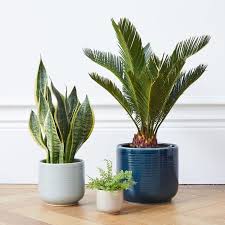 Great savings & free delivery / collection on many items. Indoor Pots Delivered In London Patch