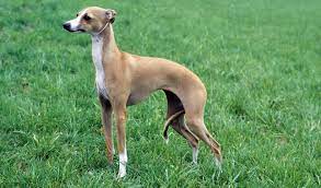 Weight ranges from 6 to 10 pounds, with some as large as 14 or 15 pounds. Italian Greyhound Dog Breed Information