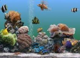 aquarium screensaver ratemyfishtank com