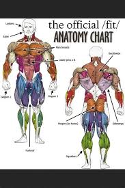 Anatomy and physiology quizzes (system quizzes) featuring interactive mcqs with the aid of animations, diagrams, and labeled illustrations. Get Body Smart Anatomy Get Body Smart Anatomy Getbodysmart Ict Portfolio Jd Getting The Most Out Of Online Therapy