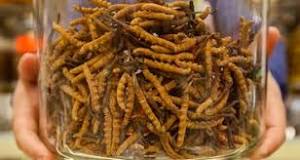 Image result for Caterpillar fungus