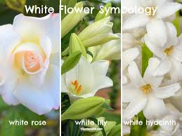 white flower meanings and symbolism