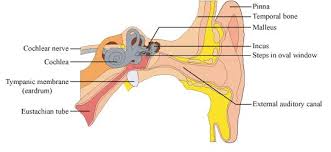 Give The Diagram Of Larynx And Ear With Explaination And
