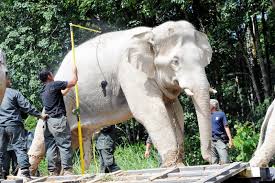 Gajah royal belum tasik bandingperak mp3 & mp4. Gajah Jantan Liar Dipindah Ke Hutan Simpan Royal Belum Semasa Mstar