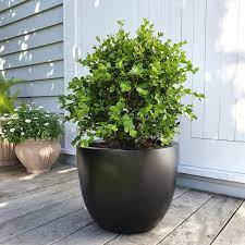 large buxus plant in a black pot