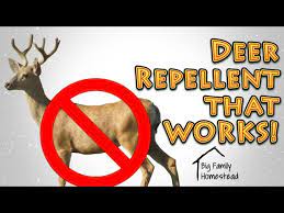 how to make deer repellent that works