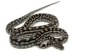 murray darling carpet python images